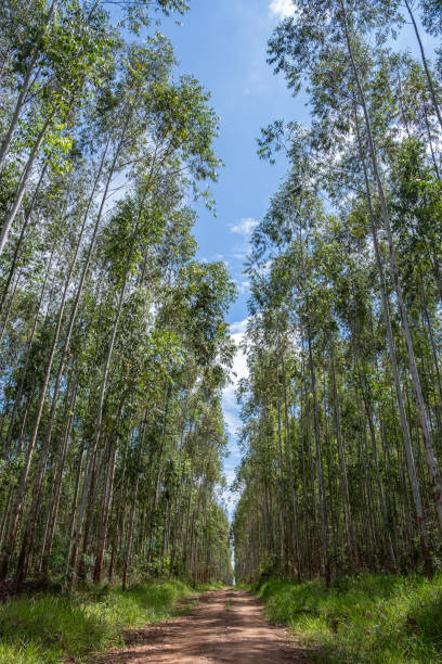 istock eucalyptus plantation seen from below 2068868441