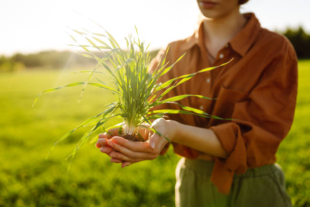 istock Experienced woman holds young sprouts in her hands 2068868989