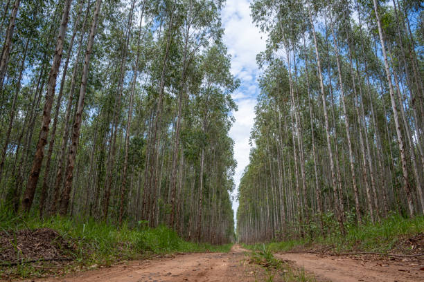 istock eucalyptus plantation seen from below 2068871680