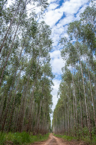istock eucalyptus plantation seen from below 2068871681