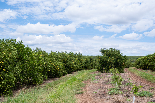 Tangerine garden in a sunny day with trees full of ripe tangerines