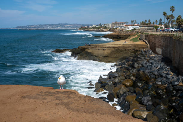 istock Coastline, sea gull and Pacific Ocean surf 2068876447