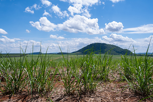 young sugarcane plantation with mountains in the background on sunny day