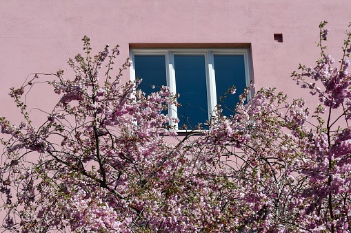 Flower blossom tree in front of a pink building or house