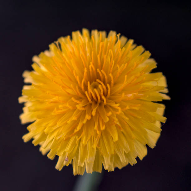 istock yellow dandelion flower on dark background 2068887698