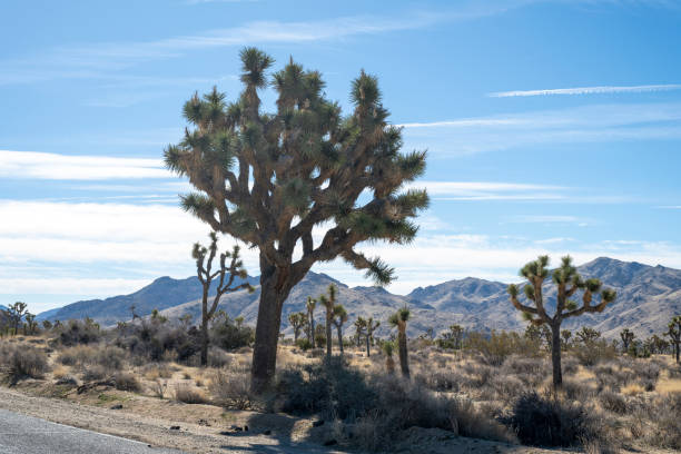 Yucca Brevifolia Plant in Joshua Tree National Park In California. Desert Ecosystems The Mojave And The Colorado Usa. Rock Formation. Gray Sky. Spring Thunderstorm. Mountains on Horizontal Background