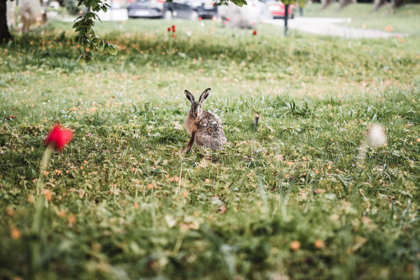 A hare out in Sweden - Eskilstuna