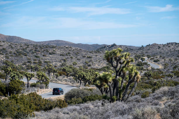 Road and vehicles in a desert landscape, Joshua National Park
