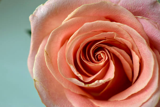 closeup on a pink rose on light background