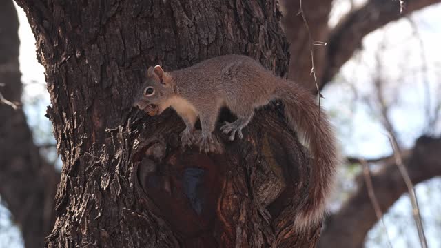 Gray  Squirrel