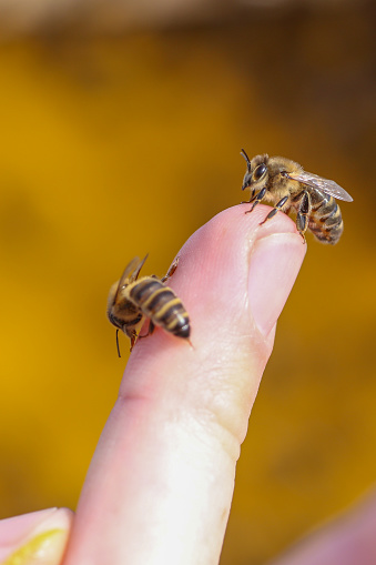 Primer plano vertical macro de un dedo con 2 abejas, una de ellas clando el aguijón provocando una picadura con fondo amarillo