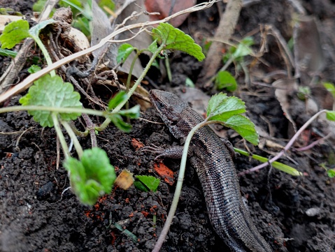 A forest viviparous lizard was successfully camouflaged against the background of the soil under green leaves. The subject of cold-blooded animals and reptiles.