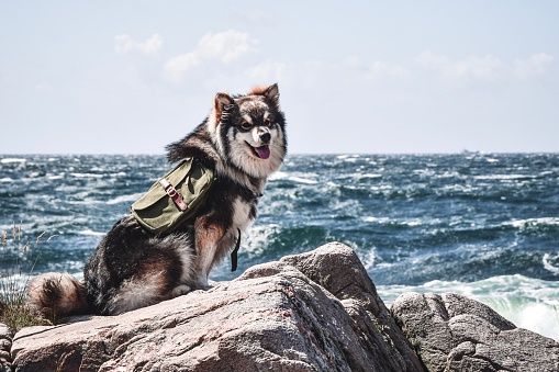 Portrait of a young Finnish Lapphund dog wearing a backpack and sitting in front of ocean