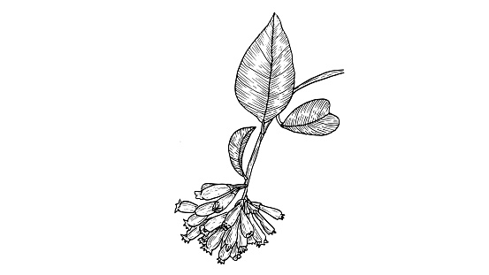 The botanical illustration of the Cestrum Elegans plant is hand-drawn in a linear style. Graphic black and white drawing of a medicinal tropical flower, in vintage style. homeopathy  plant