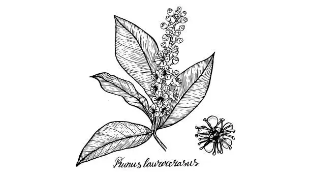 Vector illustration of The botanical illustration of the Prunus laurocerasus plant is hand-drawn in a linear style. Graphic black and white drawing of a medicinal tropical flower, in vintage style. homeopathy  plant