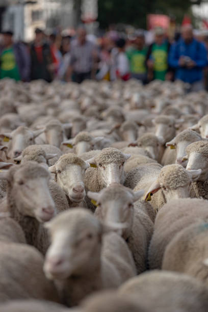 istock Trashumance, Herd of sheep in Madrid 2068935984
