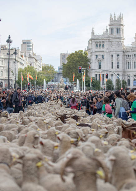 Trashumance, a herd crosses Madrid