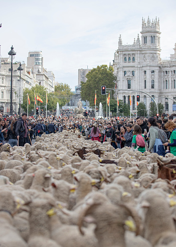 Traditional sheep's walk that takes place every year through the beautiful city of Madrid