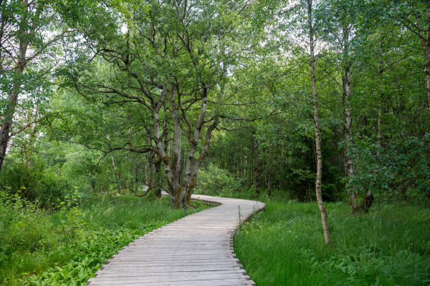 istock Black moor with a new wooden path 2068946044