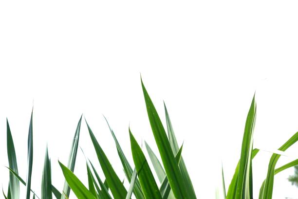 Slim isolated green tropical leaf