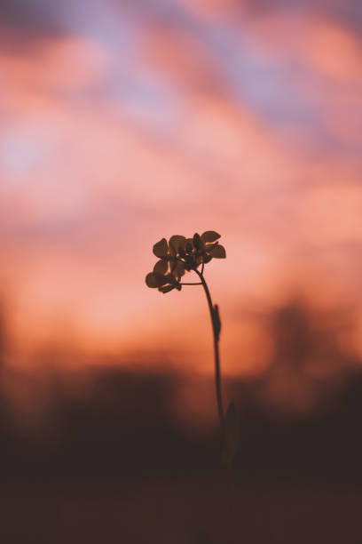 sunset sky with clouds - fire in the clouds - anime like clouds during dusk