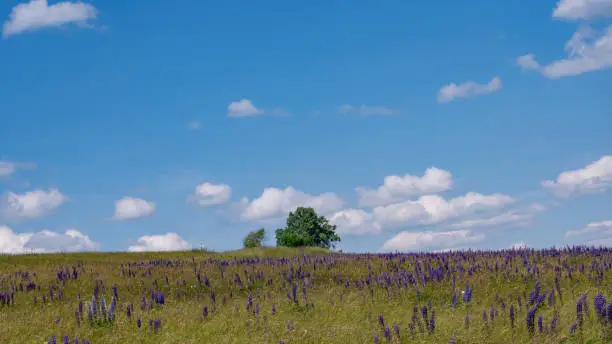 Flower meadow with lots of purple lupins, green tree ,  and blue sky in the high Rhoen, Bavaria, Germany