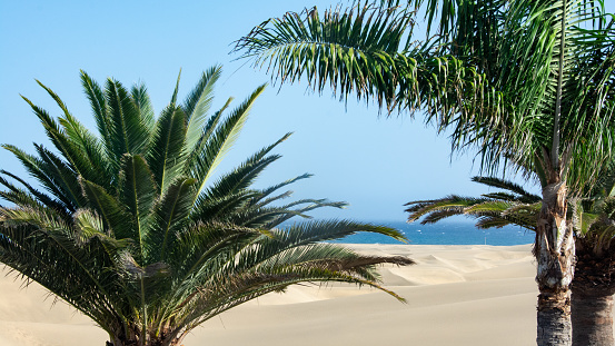 In the dunes of Maspalomas on Gran Canaria in Spain. View of the sea, palm trees and blue sky. The huge sand dunes resemble a small desert and are a nature reserve.