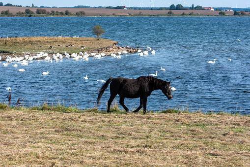 A horse in the pasture on the shore of a lake with many swans in the water, on the island of Poel, Germany