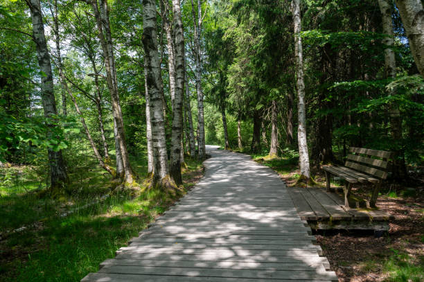 Black moor with trees  in the Rhoen, Bavaria, Germany,  with a new moor path and  park bench