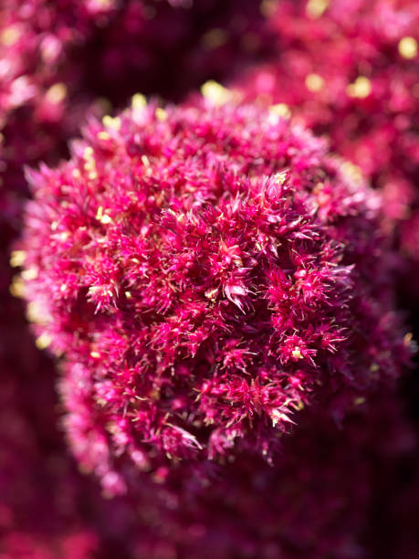 istock Red amaranth flower, macro image. Crimson plant. 2068963189