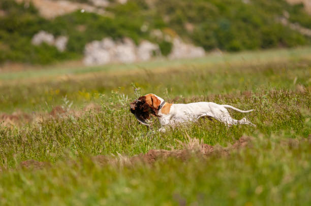 A dog that brings a bird shot by a hunter back to its owner. (Common Pheasant)