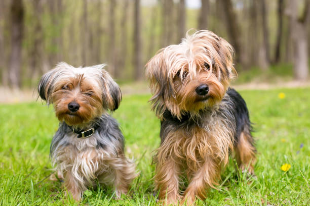 istock Two Yorkshire Terrier mixed breed dogs standing outdoors 2068967427