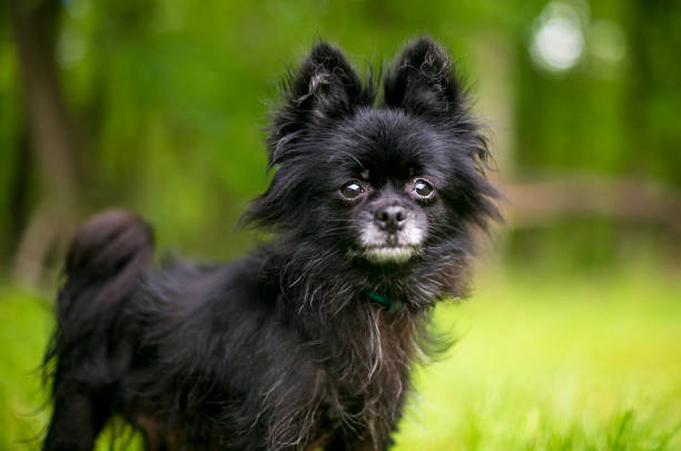 un cane di razza mista pomeranian x chihuahua o pomchi - long haired chihuahua mixed breed dog purebred dog long hair foto e immagini stock
