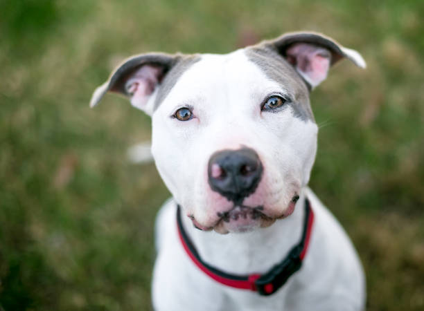 istock A Pit Bull Terrier mixed breed dog looking up at the camera 2068967449