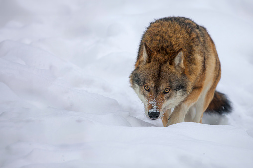 Wolf, Animals Hunting, Gray Wolf, Snow, Winter