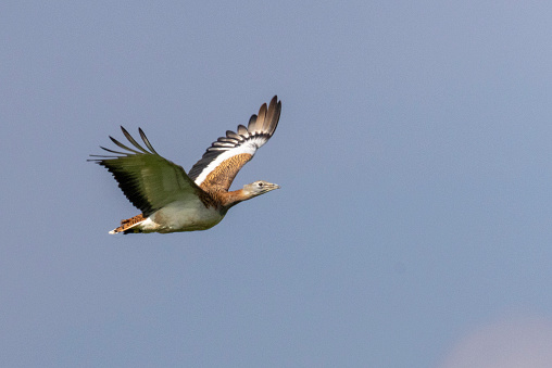 Great bustard taking on the plain