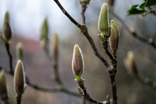 Erect Magnolia, disambiguation, buds growing vertically on a magnolia tree on a damp spring morning