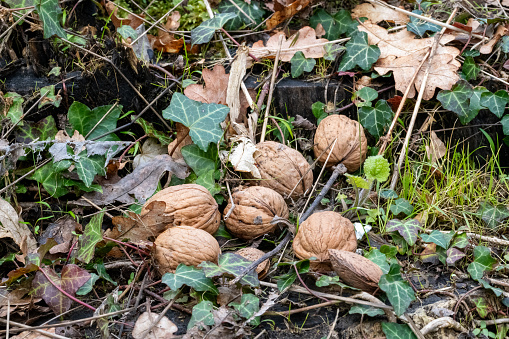 A group of walnuts, Juglans regia, nestled in the undergrowth of a forest