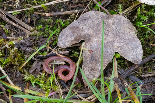 A reddish iridescent woodland earthworm nestling into the forest bed next to a dried leaf