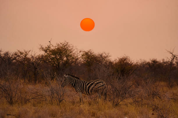 namibia safari - zebra africa wildlife nature photos et images de collection