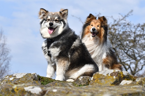 Portrait of a purebred Finnish Lapphund dog and a Sheltie Shetland Sheepdog sitting outdoors