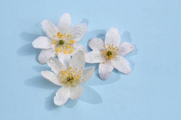 istock Overhead photo of spring flowers with water drop 2069019044