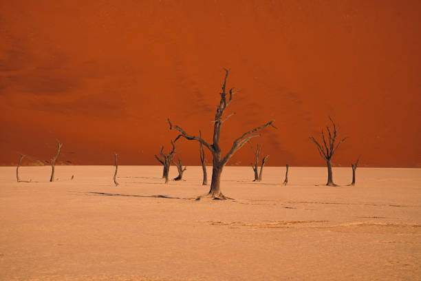 Sossusvlei is a famous salt and clay pan located in the southern part of the Namib Desert, within the Namib-Naukluft National Park in Namibia. It is renowned for its towering red sand dunes, some of which are among the highest in the world, reaching heights of up to 300 meters (almost 1,000 feet).The name \
