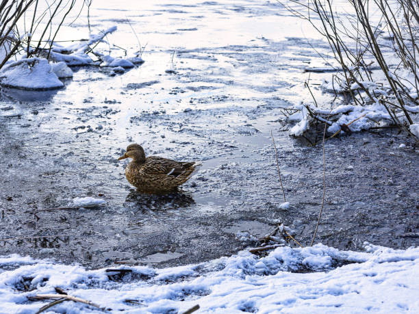 Mallard on the water in winter. A wild duck on a winter river in search of food.