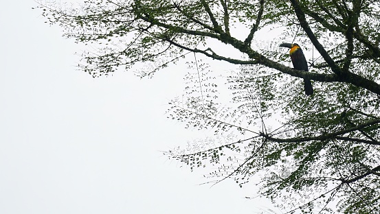 A Toucan perched high in a tree on a rainy day