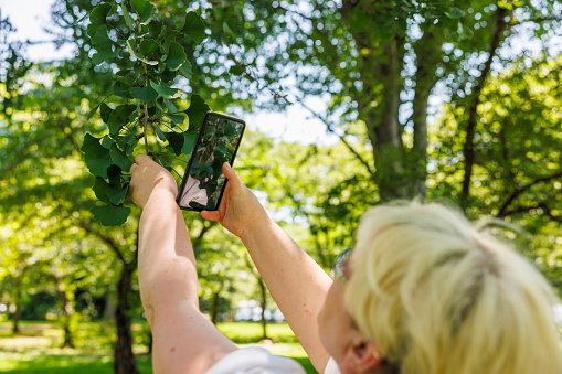 Mature blonde woman capturing the green leaves with her smartphone in a Washington, D.C. park.