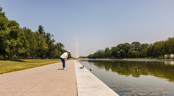 Lincoln Memorial Reflecting Pool tourism in Washington, D.C.: mature blonde Caucasian woman watches ducks near the pool. Washington Monument and The Capitol seen in the background