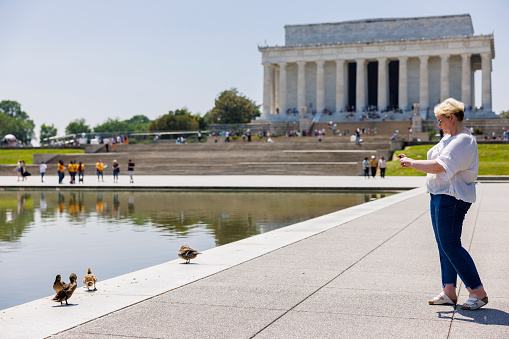 Ducks at Reflecting Pool in Washington, D.C.: female tourist travels solo and captures photos at the Pool by the Lincoln Memorial