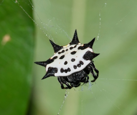 Spinybacked orbweaver spider (Gasteracantha cancriformis) female in its web, dorsal view macro in Houston, TX USA.