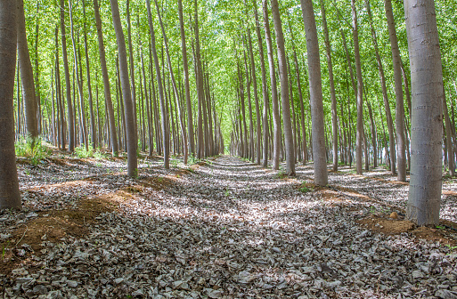 Poplar plantation on springtime. Poplar biomass production concept